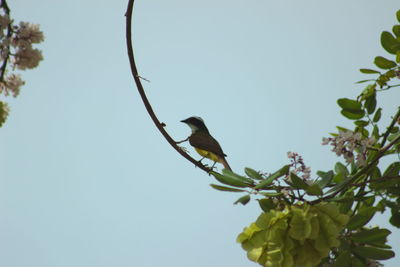 Low angle view of bird perching on tree against clear sky