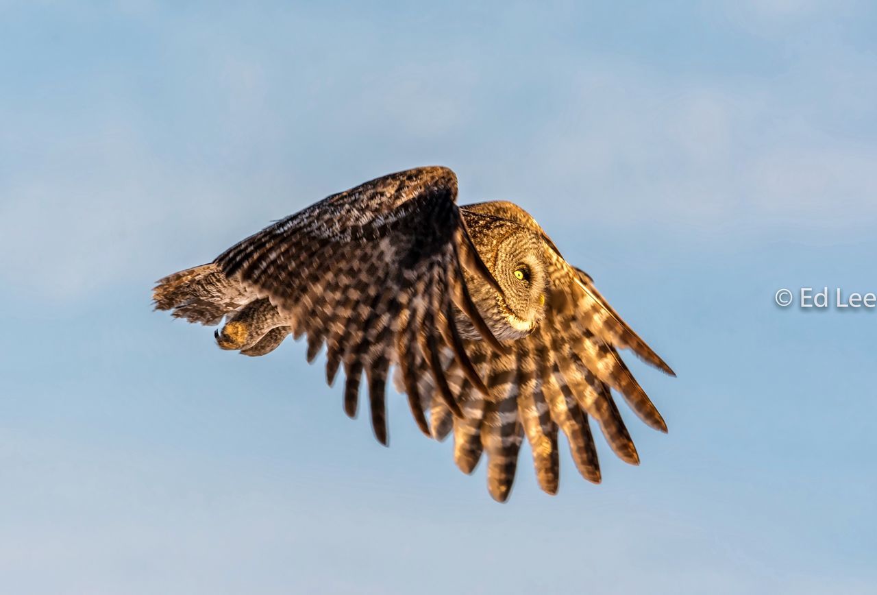 bird, flying, mid-air, animals in the wild, spread wings, animal themes, one animal, animal wildlife, no people, bird of prey, day, outdoors, nature, close-up, sky