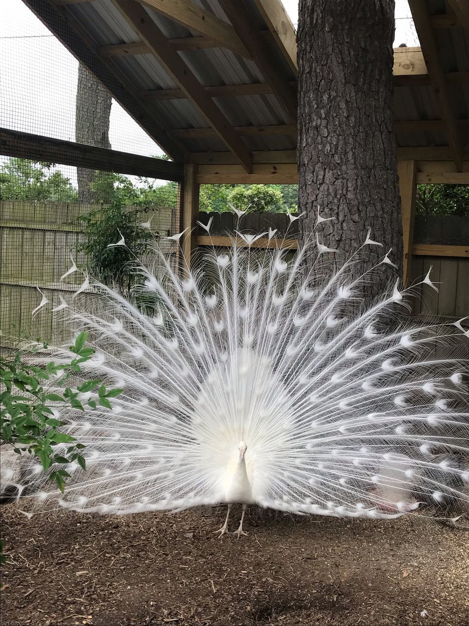 VIEW OF PEACOCK WITH FEATHER