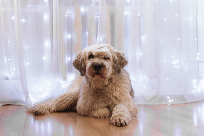 Long-haired south russian shepherd dog on a floor on a background of white curtain with lights.