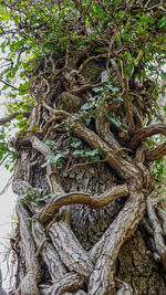 Low angle view of trees