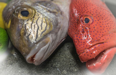Close-up of fish in market