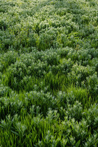 Full frame shot of fresh green plants