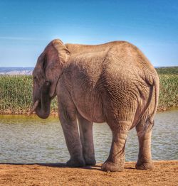 Elephant standing in a lake