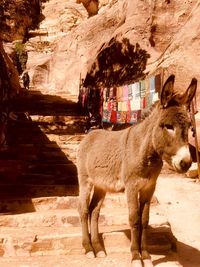 Lion standing on rock