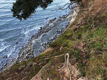 High angle view of sea and trees