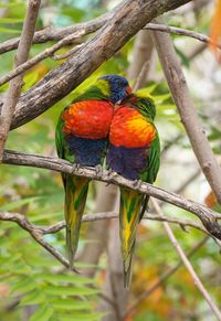 Close-up of parrot perching on branch