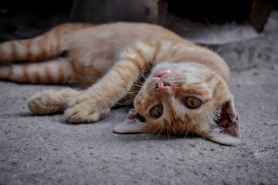 Close-up portrait of cat lying on road