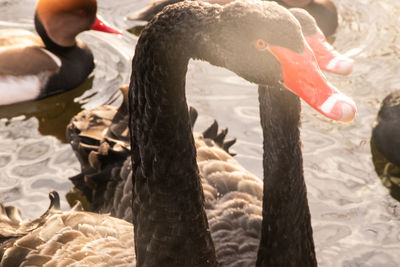 Close-up of swan swimming in lake
