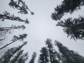 Low angle view of trees against sky