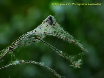 Close-up of insect on leaf