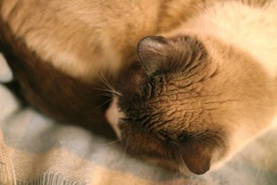 Close-up of cat sleeping