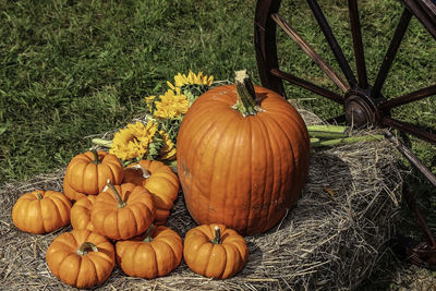 View of pumpkins on field