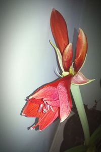 Close-up of red flower over white background