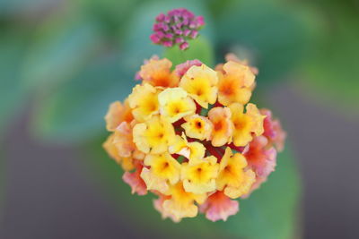 Close-up of yellow flowering plant