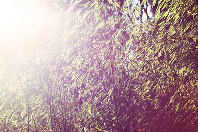 Full frame shot of plants on sunny day