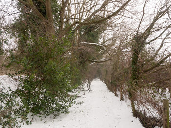 Scenic view of forest against sky