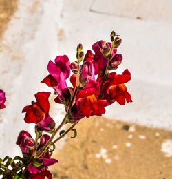 Close-up of red flowering plant