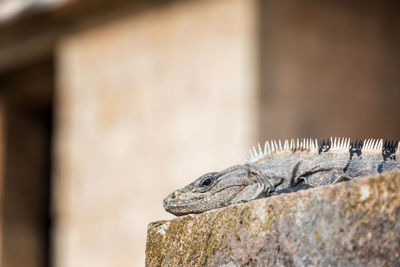 Close-up of spiny tailed iguana on rock