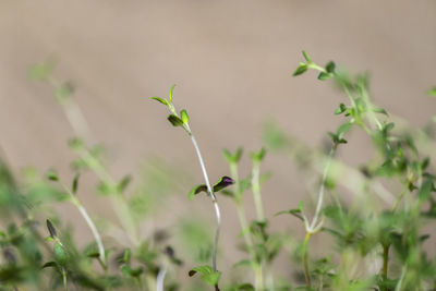 Close-up of flowering plants on field