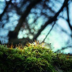 Close-up of fresh green grass against sky