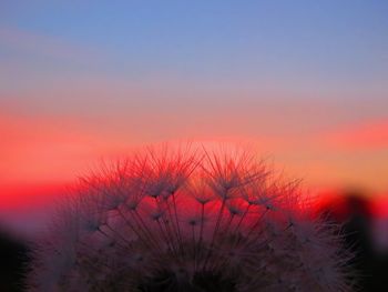 Close-up of pink flower against sky during sunset