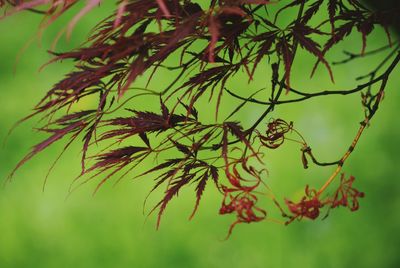Close-up of leaves on branch