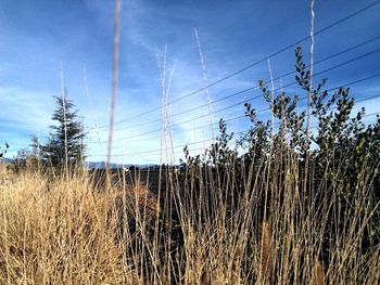 Scenic view of field against cloudy sky