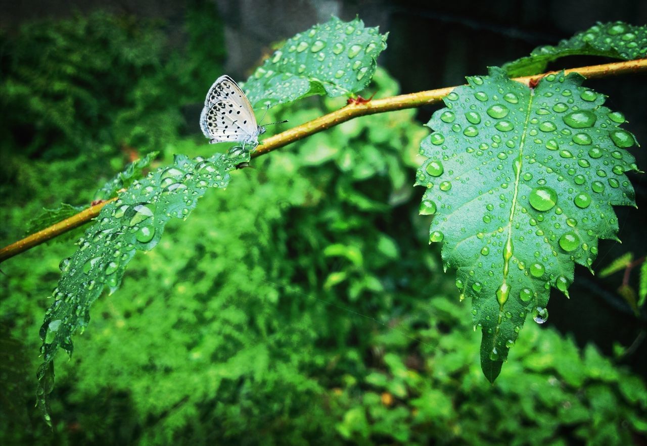 close-up, drop, leaf, wet, water, focus on foreground, green color, growth, freshness, plant, nature, selective focus, dew, beauty in nature, fragility, day, no people, outdoors, natural pattern, water drop