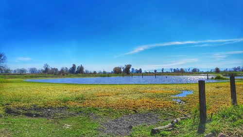 Scenic view of field against blue sky