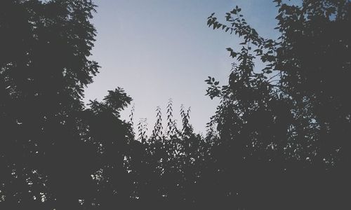 Low angle view of silhouette trees against clear sky