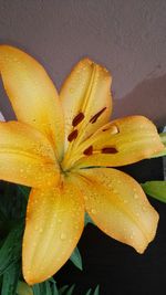 Close-up of yellow flower