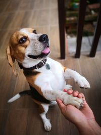 Hand holding dog lying down on wooden floor