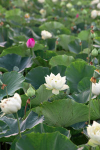 Close-up of white flowering plant