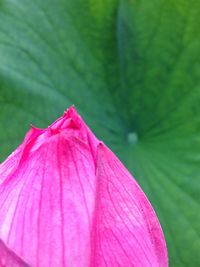 Close-up of pink flowers