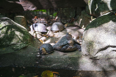 Tortoises resting on the stones near the pond.