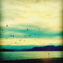 Birds flying over sea against sky