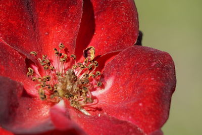 Close-up of red rose flower