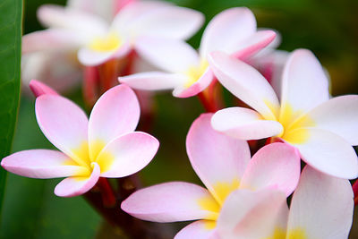 Close-up of white flowers