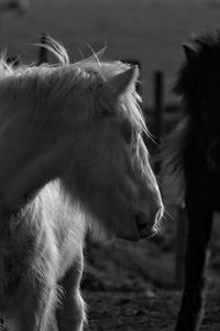 Close-up of horse