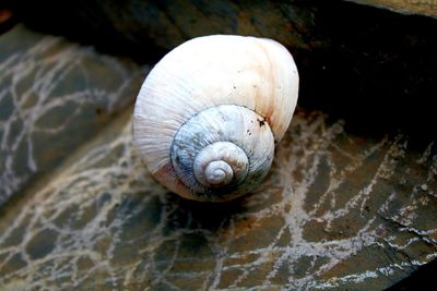 Close-up of snail