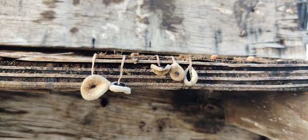 Close-up of food on wood