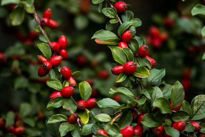 Close-up of berries growing on plant