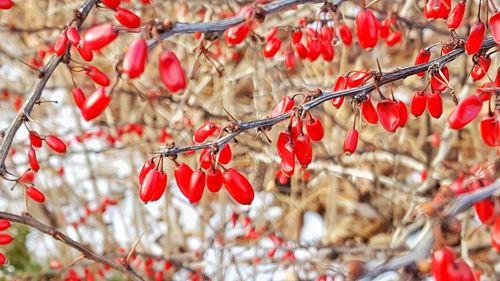 Close-up of red berries hanging on tree