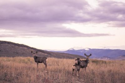 Stags standing on grassy field against cloudy sky