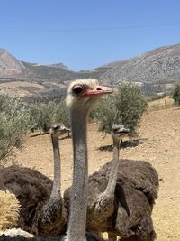 View of ostriches in an olive grove in southern andalusia, spain, against sky