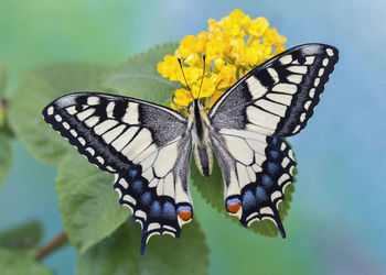 Close-up of butterfly pollinating flower