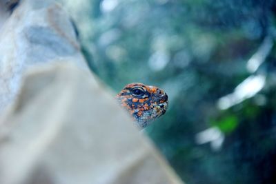Close-up of butterfly