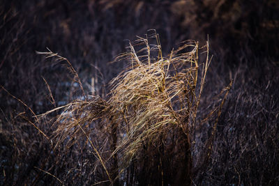 Close-up of dry grass on field