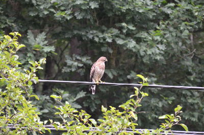 Bird perching on a tree